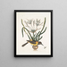 Pica luteonigra varia Le Pye jaune et noir Lilio-Narcissus Polianthus Vespa Ichneumon coerulea - Mark Catesby — oprawiony obraz na ścianie
