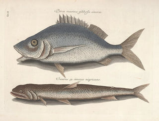 Mark Catesby - Piscium serpentum insectorum aliorumque nonnullorum animalum nec non plantarum quarundam imagines Pl002.webp