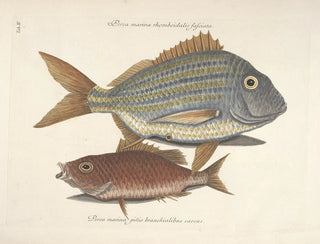 Mark Catesby - Piscium serpentum insectorum aliorumque nonnullorum animalum nec non plantarum quarundam imagines Pl004.webp