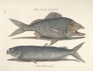 Mark Catesby - Piscium serpentum insectorum aliorumque nonnullorum animalum nec non plantarum quarundam imagines Pl006.webp