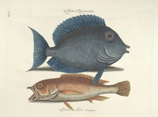 Mark Catesby - Piscium serpentum insectorum aliorumque nonnullorum animalum nec non plantarum quarundam imagines Pl010.webp