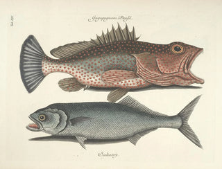Mark Catesby - Piscium serpentum insectorum aliorumque nonnullorum animalum nec non plantarum quarundam imagines Pl014.webp