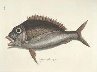 Mark Catesby - Piscium serpentum insectorum aliorumque nonnullorum animalum nec non plantarum quarundam imagines Pl016.webp