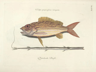 Mark Catesby - Piscium serpentum insectorum aliorumque nonnullorum animalum nec non plantarum quarundam imagines Pl017.webp
