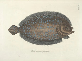 Mark Catesby - Piscium serpentum insectorum aliorumque nonnullorum animalum nec non plantarum quarundam imagines Pl027.webp