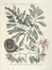 Piscium serpentum insectorum aliorumque nonnullorum animalum nec non plantarum quarundam imagines Pl033 - Mark Catesby — widok dzieła