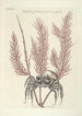 Piscium serpentum insectorum aliorumque nonnullorum animalum nec non plantarum quarundam imagines Pl035 - Mark Catesby — widok dzieła