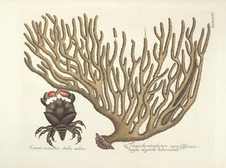 Mark Catesby - Piscium serpentum insectorum aliorumque nonnullorum animalum nec non plantarum quarundam imagines Pl037.webp