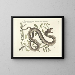 Mark Catesby - Piscium serpentum insectorum aliorumque nonnullorum animalum nec non plantarum quarundam imagines Pl043.webp