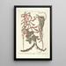 Piscium serpentum insectorum aliorumque nonnullorum animalum nec non plantarum quarundam imagines Pl049 - Mark Catesby — oprawiony obraz na ścianie