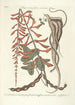 Piscium serpentum insectorum aliorumque nonnullorum animalum nec non plantarum quarundam imagines Pl049 - Mark Catesby — widok dzieła