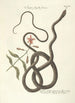 Piscium serpentum insectorum aliorumque nonnullorum animalum nec non plantarum quarundam imagines Pl054 - Mark Catesby — widok dzieła