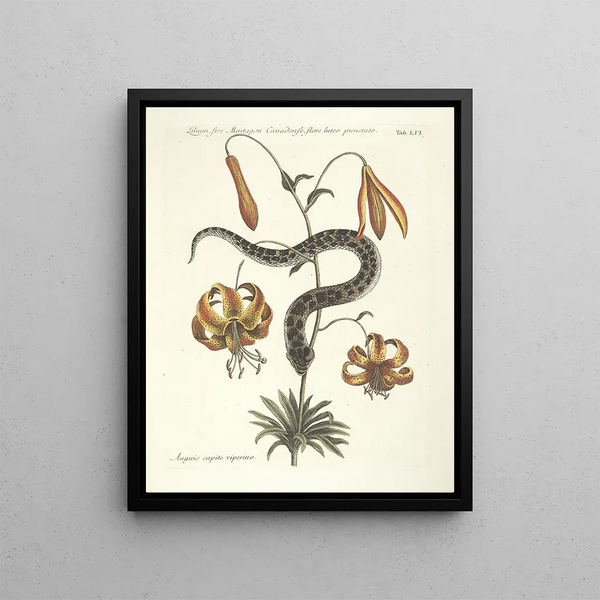 Mark Catesby - Piscium serpentum insectorum aliorumque nonnullorum animalum nec non plantarum quarundam imagines Pl056.webp
