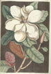 Piscium serpentum insectorum aliorumque nonnullorum animalum nec non plantarum quarundam imagines Pl061 - Mark Catesby — widok dzieła