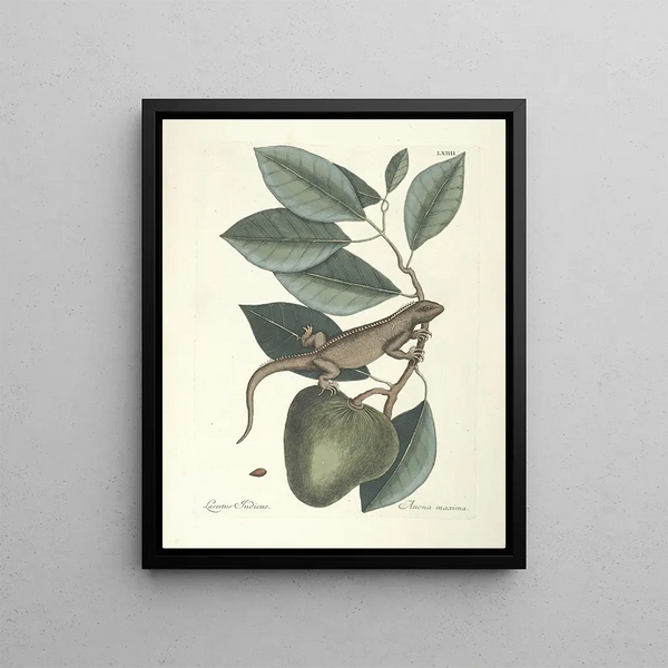 Mark Catesby - Piscium serpentum insectorum aliorumque nonnullorum animalum nec non plantarum quarundam imagines Pl064.webp