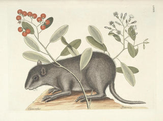 Mark Catesby - Piscium serpentum insectorum aliorumque nonnullorum animalum nec non plantarum quarundam imagines Pl079.webp