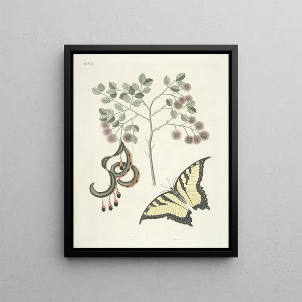 Mark Catesby - Piscium serpentum insectorum aliorumque nonnullorum animalum nec non plantarum quarundam imagines Pl097.webp
