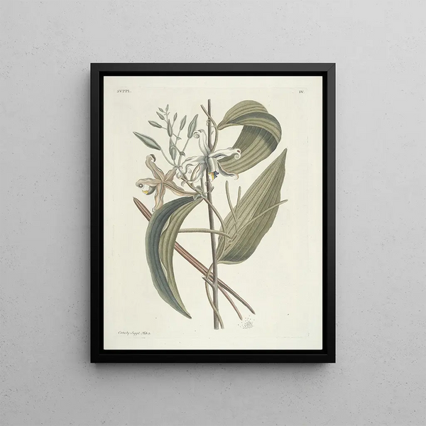Mark Catesby - Piscium serpentum insectorum aliorumque nonnullorum animalum nec non plantarum quarundam imagines Pl104.webp