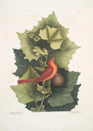 Mark Catesby - Platinus Occidentalis The Western PlaneTree Muscicapa Rubra The Summer Redbird.webp