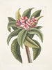 Plumeria - Mark Catesby — widok dzieła