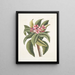 Plumeria - Mark Catesby — oprawiony obraz na ścianie