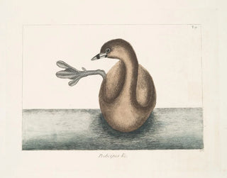 Czernica czarnoszyja - Mark Catesby — widok dzieła