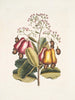 Pomifera c Drzewo Cushew - Mark Catesby — widok dzieła