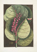 Prunus maritima racemosa Le Raisinier des Mangroves Phalna Caroliniana c - Mark Catesby — oprawiony obraz na ścianie