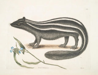 PseudoPhalangium ramosum Putorius le Putois - Mark Catesby — widok dzieła