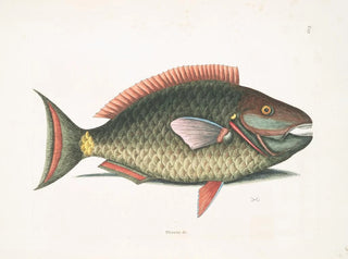Psittacus i ryba papuzka - Mark Catesby — widok dzieła