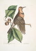 Quercus Castanea foliis procera Arbor Virginiana Chêne Châtaignier Picus carius major alis aureis Le Pic aux Ailes Dorées - Mark Catesby — widok dzieła