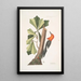 Quercus folio non serrato in summitate quasi triangulo Chêne d'Eau Picus capite toto rubro Le Pic à Tête Rouge - Mark Catesby — oprawiony obraz na ścianie