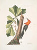 Quercus folio non serrato in summitate quasi triangulo Chêne d'Eau Picus capite toto rubro Le Pic à Tête Rouge - Mark Catesby — widok dzieła