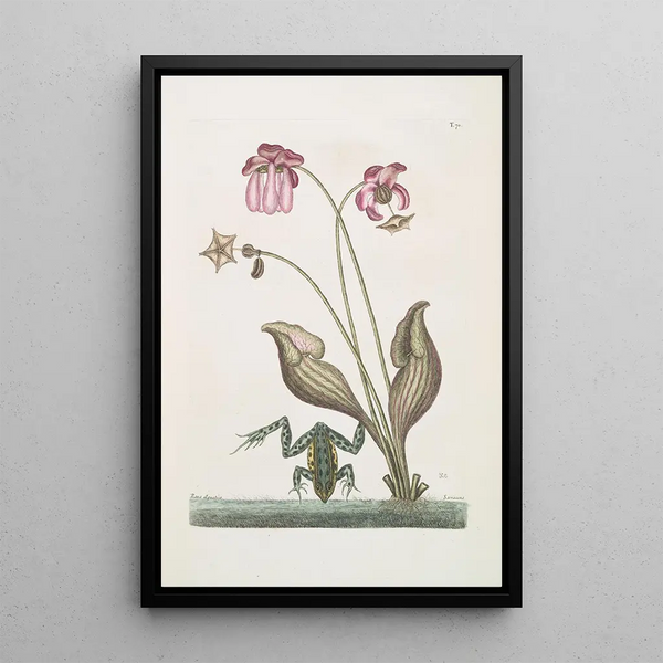 Mark Catesby - Rana Aquatica The WaterFrog Sarracena.webp