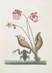 Rana Aquatica La Grenouille d'Eau Sarracena - Mark Catesby — widok dzieła
