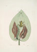 Rana viridis arborea La Rainette Verte Arum Americanum L'Herbe à Mouffette - Mark Catesby — widok dzieła