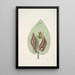 Rana viridis arborea La Rainette Verte Arum Americanum L'Herbe à Mouffette - Mark Catesby — oprawiony obraz na ścianie