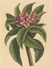 czerwonego frangipani Plumeria rubra - Mark Catesby — widok dzieła