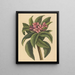 czerwonego frangipani Plumeria rubra - Mark Catesby — oprawiony obraz na ścianie