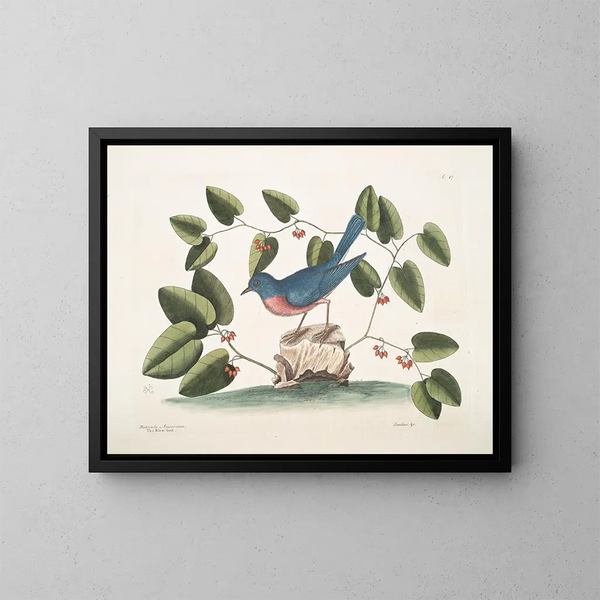 L'oiseau bleu - Mark Catesby — oprawiony obraz na ścianie