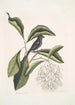 Rubicilla minor nigra Le Petit Bouvreuil Noir Amelanchier c L'Arbre à Franges - Mark Catesby — widok dzieła