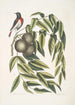 Ruticilla Americana Le Paruline à Gorge Rouge Juglans Nigra Le Noyer Noir - Mark Catesby — widok dzieła