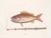 Le poisson-tobacco - Mark Catesby — widok dzieła