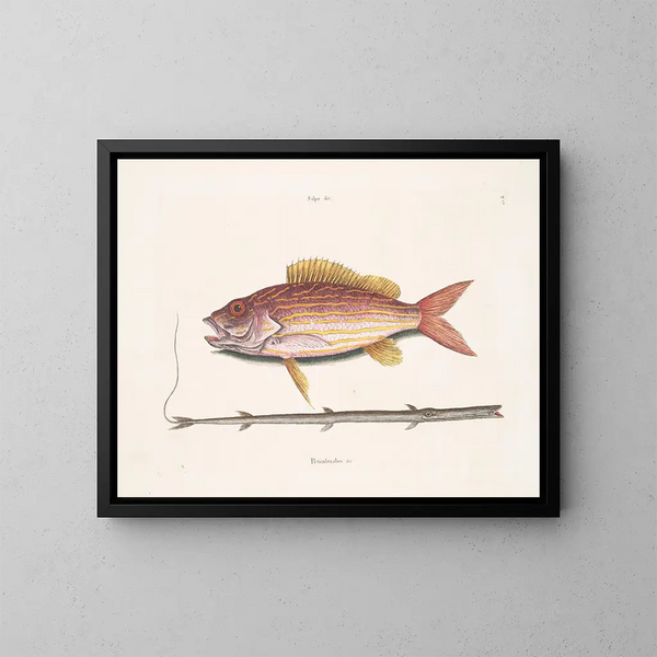 Le poisson-tobacco - Mark Catesby — oprawiony obraz na ścianie