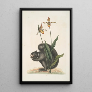 Mark Catesby - Sciurus Niger The BlackSquirrel Calceolus The Ladys Slipper.webp