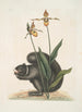 Sciurus Niger L'Écureuil Noir Calceolus Le Sabot de Vénus - Mark Catesby — widok dzieła
