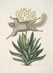 Sciurus L'Écureuil Volant Viscum - Mark Catesby — widok dzieła