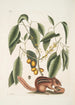 Sciurus L'Écureuil Terrestre Cornus L'Arbre à Mastic - Mark Catesby — widok dzieła