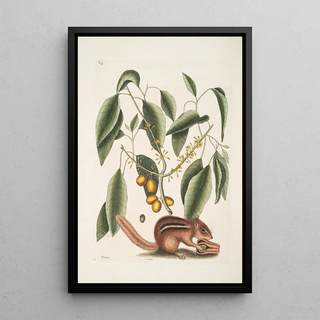 Mark Catesby - Sciurus The GroundSquirrel Cornus The Mastick Tree.webp