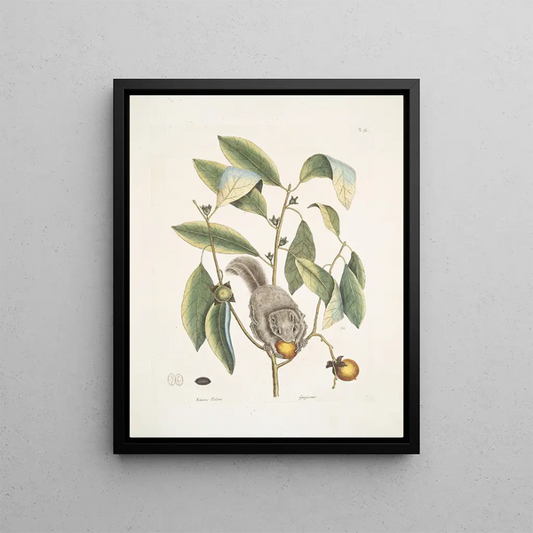 Mark Catesby - Sciurus Volans The FlyingSquirrel Guajacana.webp